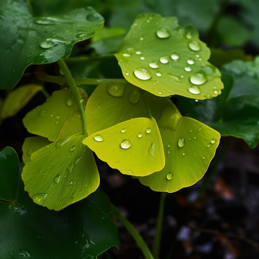 Think Tonic's Powerful Blend: Ginkgo Biloba + Ginseng